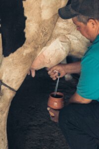 A milkman milks his cow 